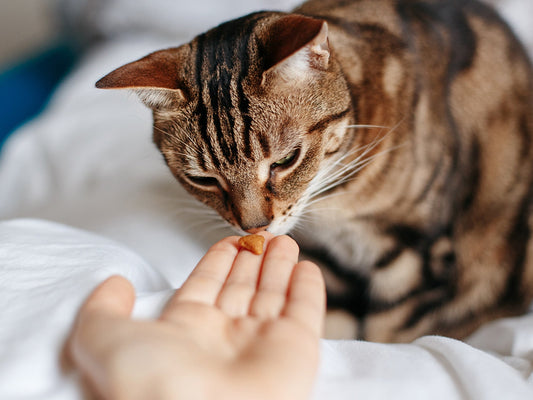 papildai katėms - kada ju reikia? Laiminga uodega | veterinarijos vaistine