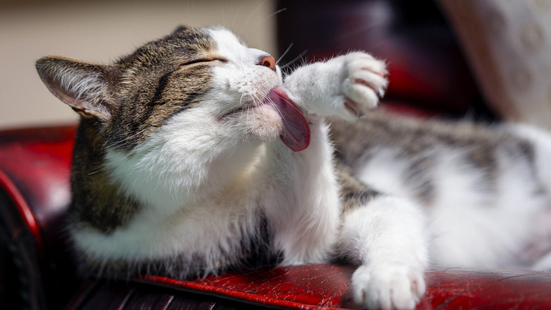 Kaip teisingai prižiūrėti katės kailį? 10 veterinaro patarimų. laiminga uodega veterinarijos vaistine