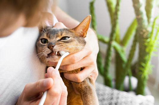 kaciu dantu prieziura namuose | laiminga uodega veterinarijos vaistine | gyvunu prekes